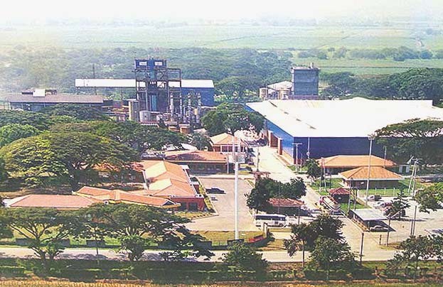 ilvplanta.jpg